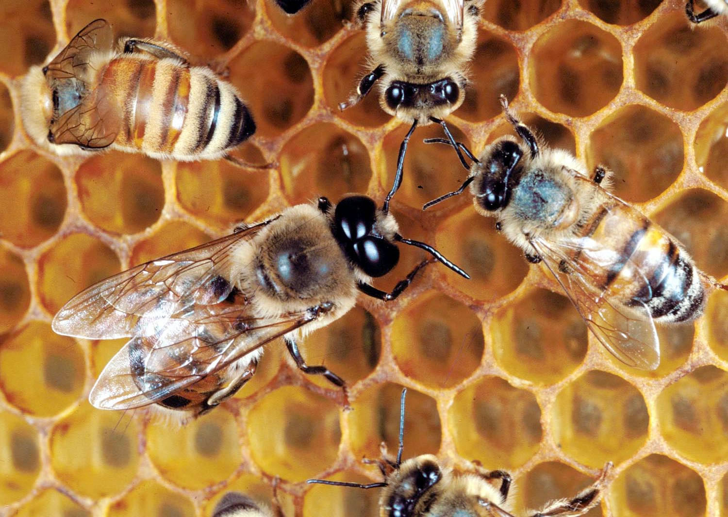 Honey Bees Ks The Life of Bee